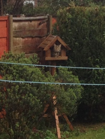 Vacant Bird House For Rent