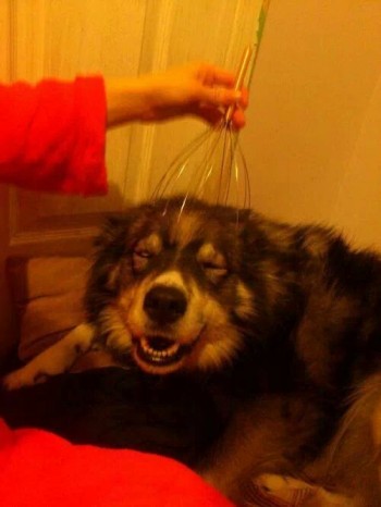 Dogs like head massagers