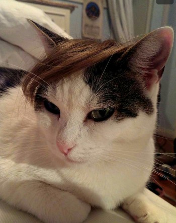 Combover Kitty