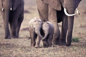 Holding trunks