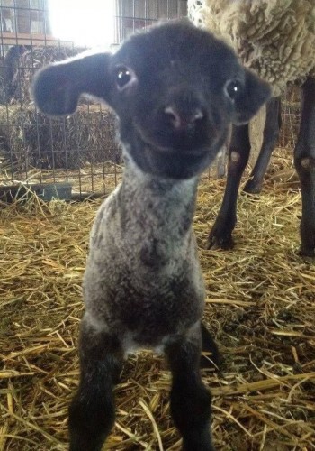 Baby Sheep