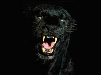 Black Panther