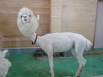 Shaved Llama