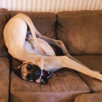 Great Dane's are so graceful