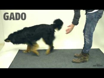 Magic for dogs