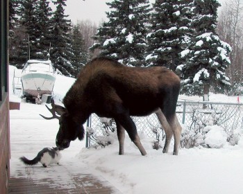 Moose and Cat