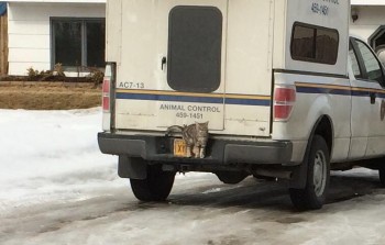 Sneaky Cat