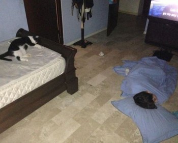 Cat in control