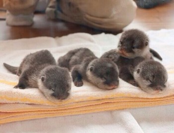 Baby Otters