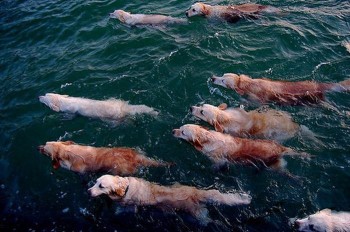 The migration of the rare Aqua Golden Retriever