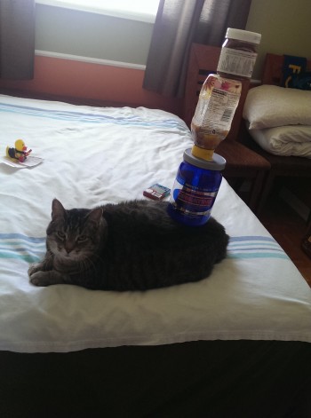 Cat Stacking