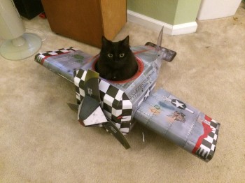 Kitty Pilot