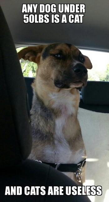 Dog Swanson