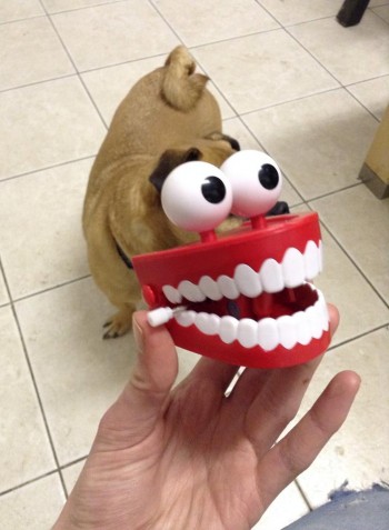 Excited Dog