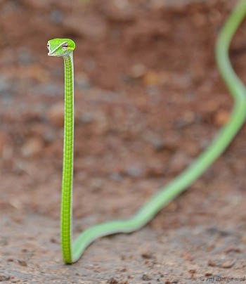 Vine Snake