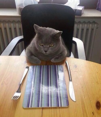 Human, why is there no Fancy Feast before me?