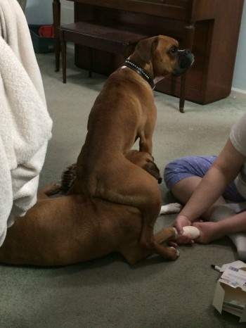 Dog-sitting