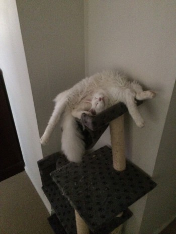 Cats are so graceful