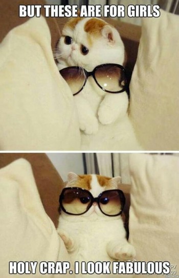 The funniest picture on the internet