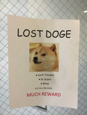 Lost doge