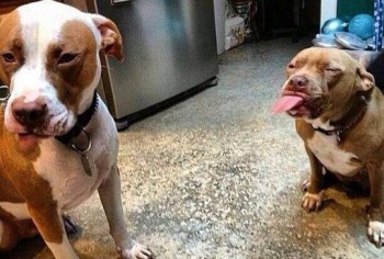 Pitbulls are ruthless creatures