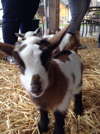 Baby Goat