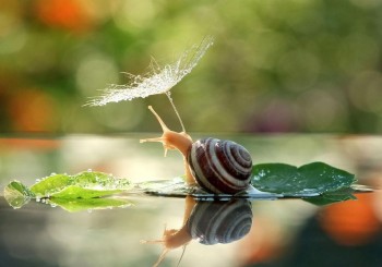 Snail with umbrella