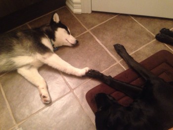 Creation of dog