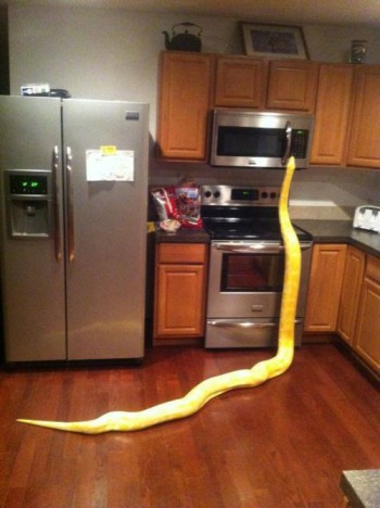 "Don't mind me, I'm just making some hot pockets."