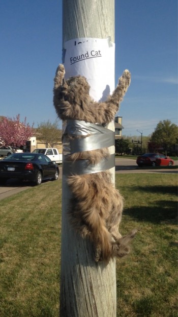 Found Cat