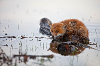Fox waiting for his prey