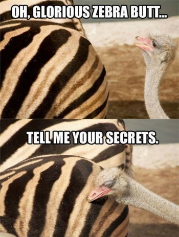 Glorious Zebra Butt