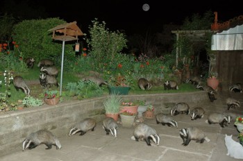 Suddenly: badgers