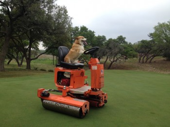 Corgi working on the greens