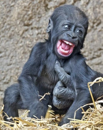 Tickle Tickle