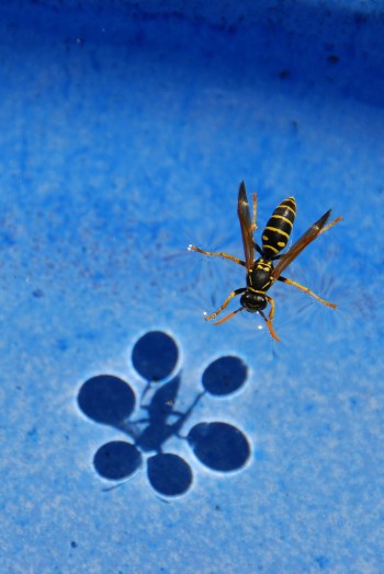 Surface tension shadows