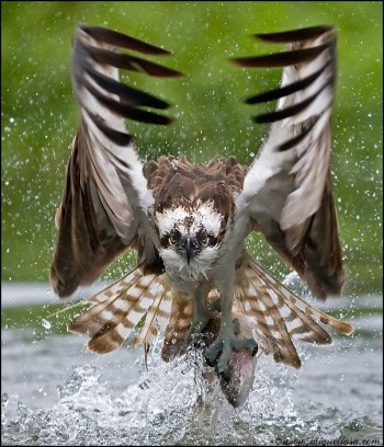 Osprey Catches Fish