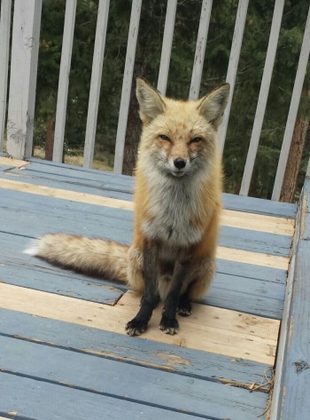 A fox that shows up at our kitchen door for dinner nearly every night around 6