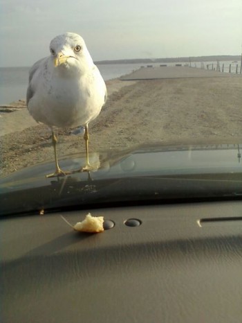 Mocking with a seagull