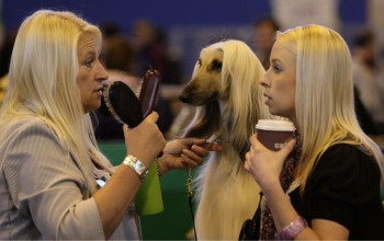 Blondes