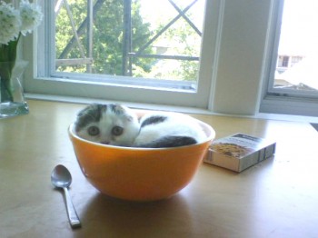 I is a soup?