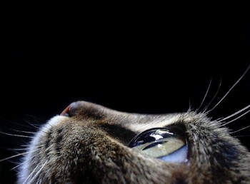 Cat's Eye