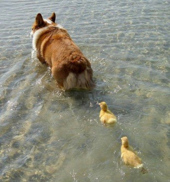 Corgi and her 2 Ducklings