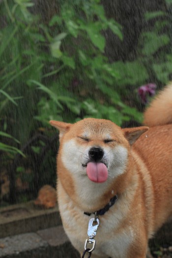 Doge in the rain