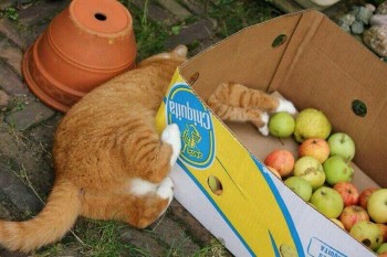 Sometimes, cats aren't so bright