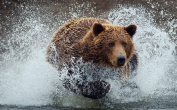 Grizzly