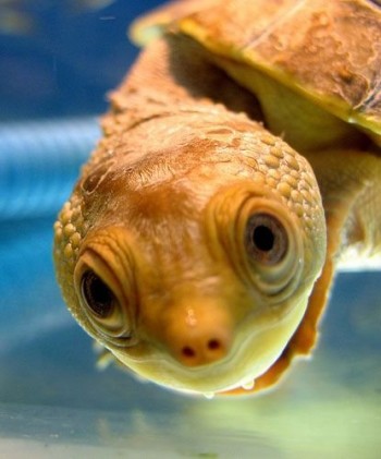 Happy Turtle