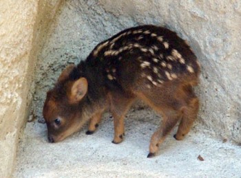 Baby Pudù