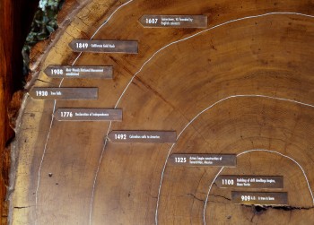 Growth Rings
