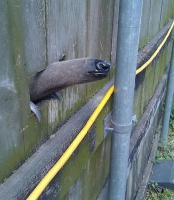 Psssst, got any ants?